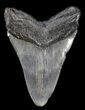 Megalodon Tooth - South Carolina #37627-2